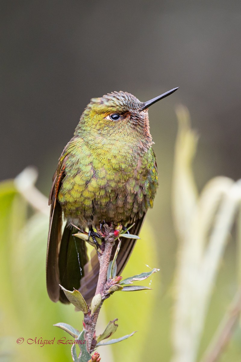 Fire-throated Metaltail - ML519968161