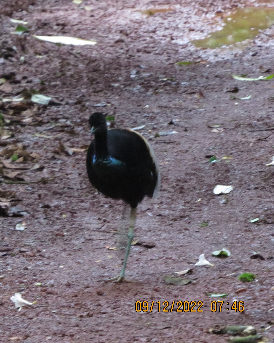 Gray-winged Trumpeter - ML519970041