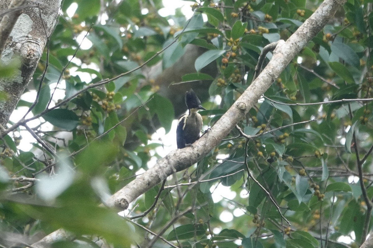 Heart-spotted Woodpecker - ML519972001