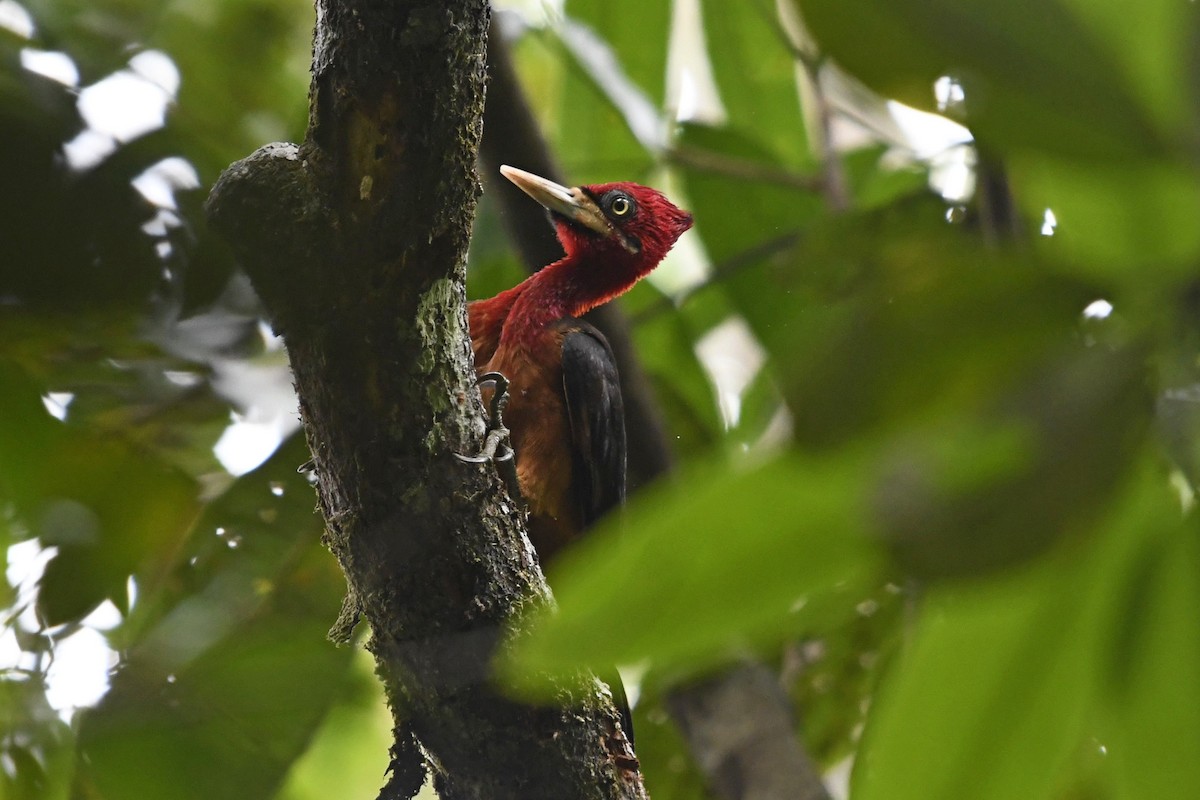 Red-necked Woodpecker - ML519974011