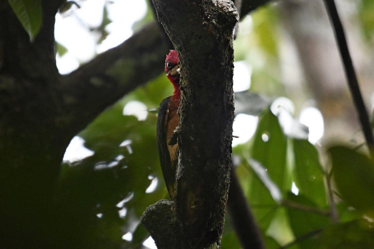 Red-necked Woodpecker - ML519974021