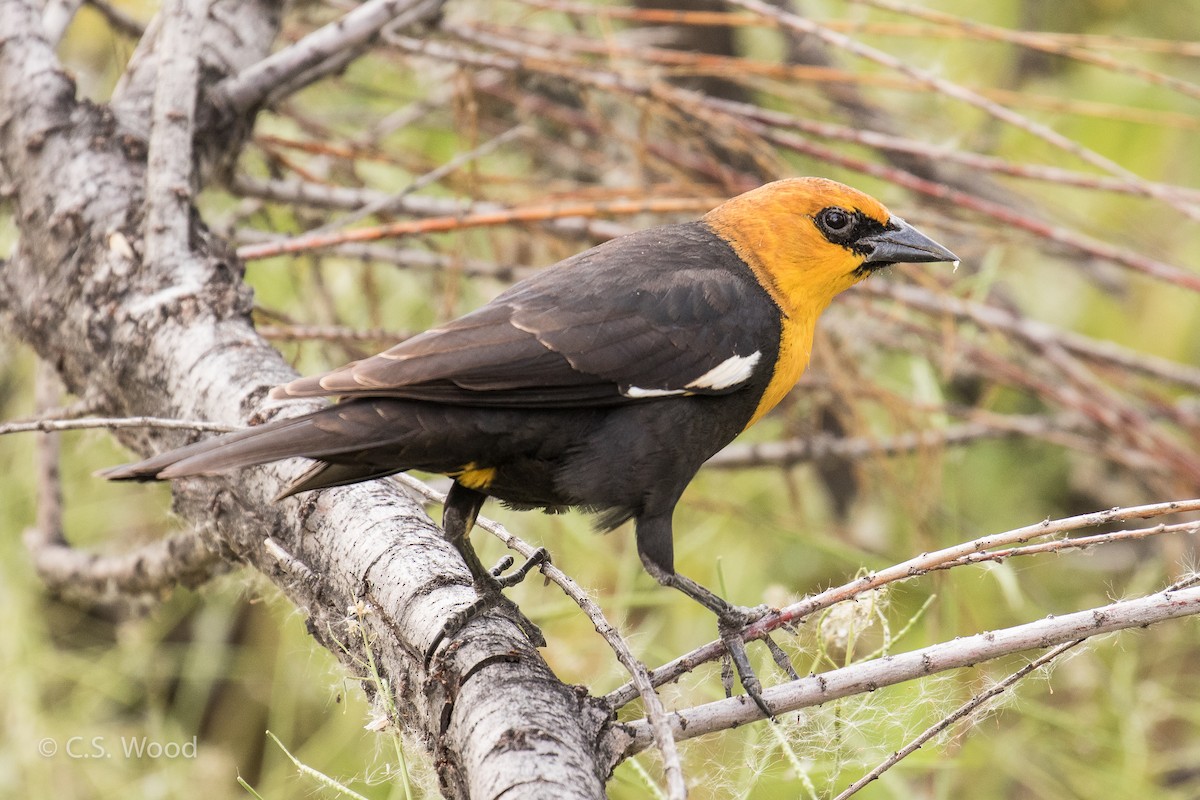 Yellow-headed Blackbird - Chris S. Wood
