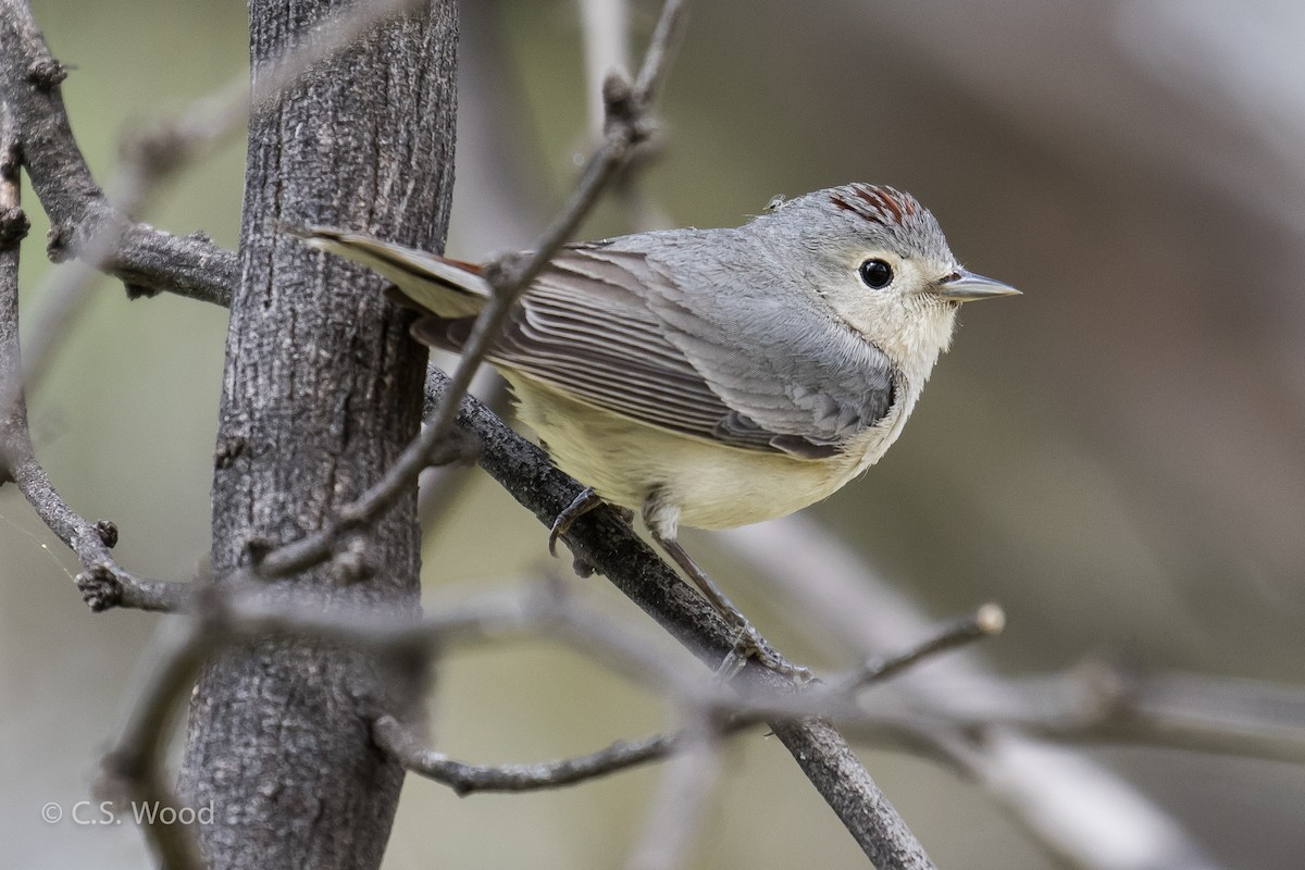 Lucy's Warbler - ML51997711