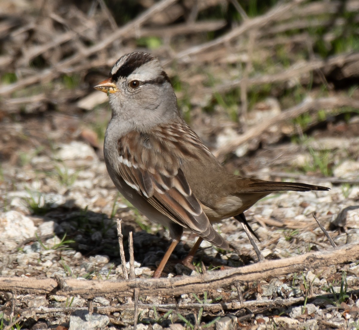 White-crowned Sparrow (Gambel's) - ML519979441