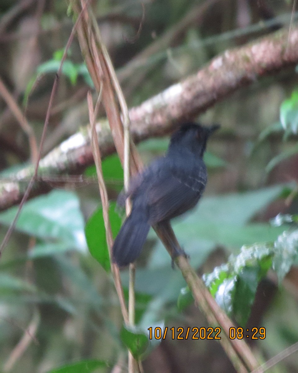 Black-headed Antbird - ML519985101