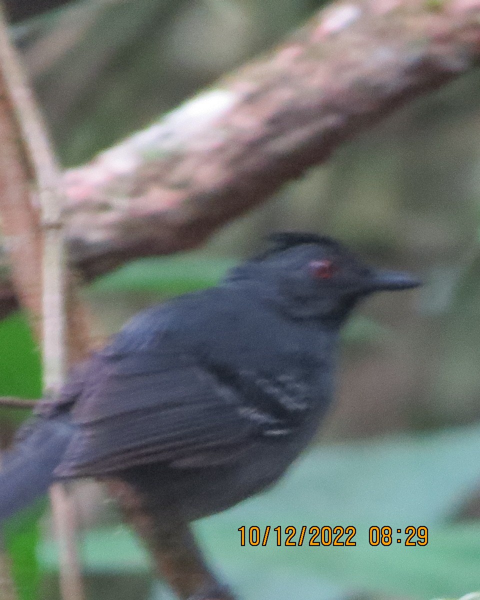 Black-headed Antbird - ML519985111