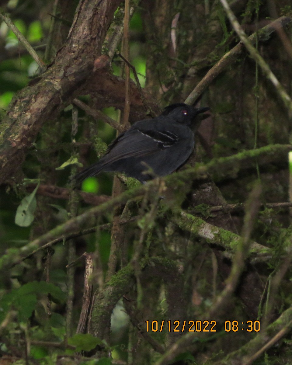 Black-headed Antbird - ML519985131
