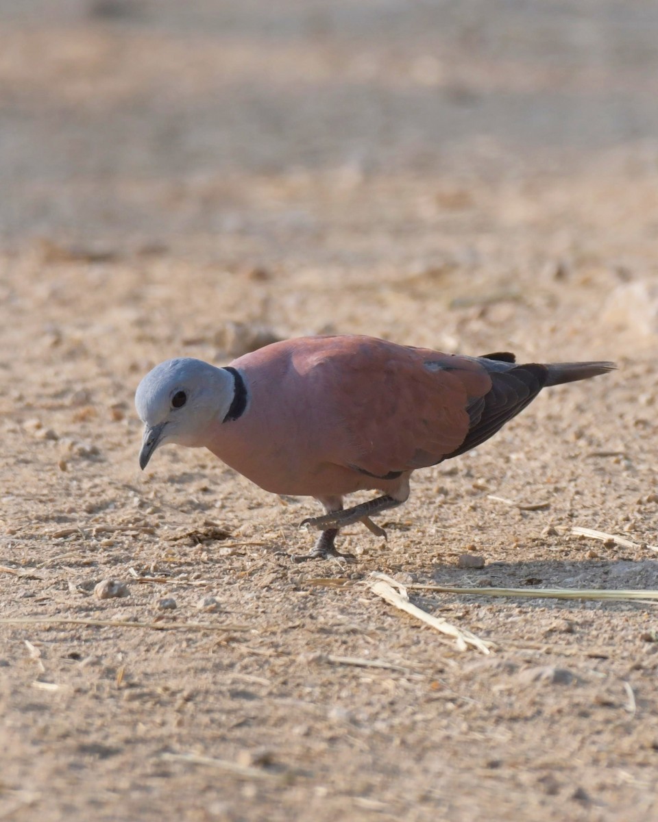 Red Collared-Dove - ML519987181