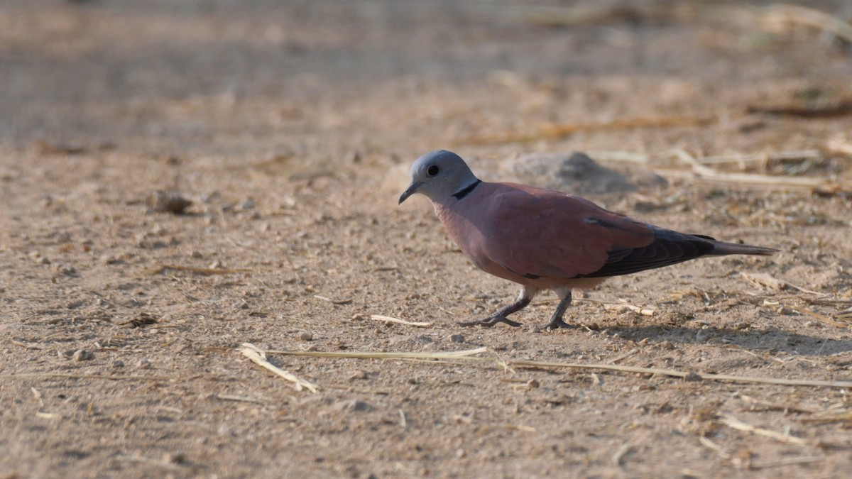 Red Collared-Dove - ML519987191
