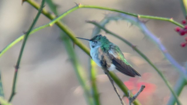 Broad-tailed Hummingbird - ML519989231