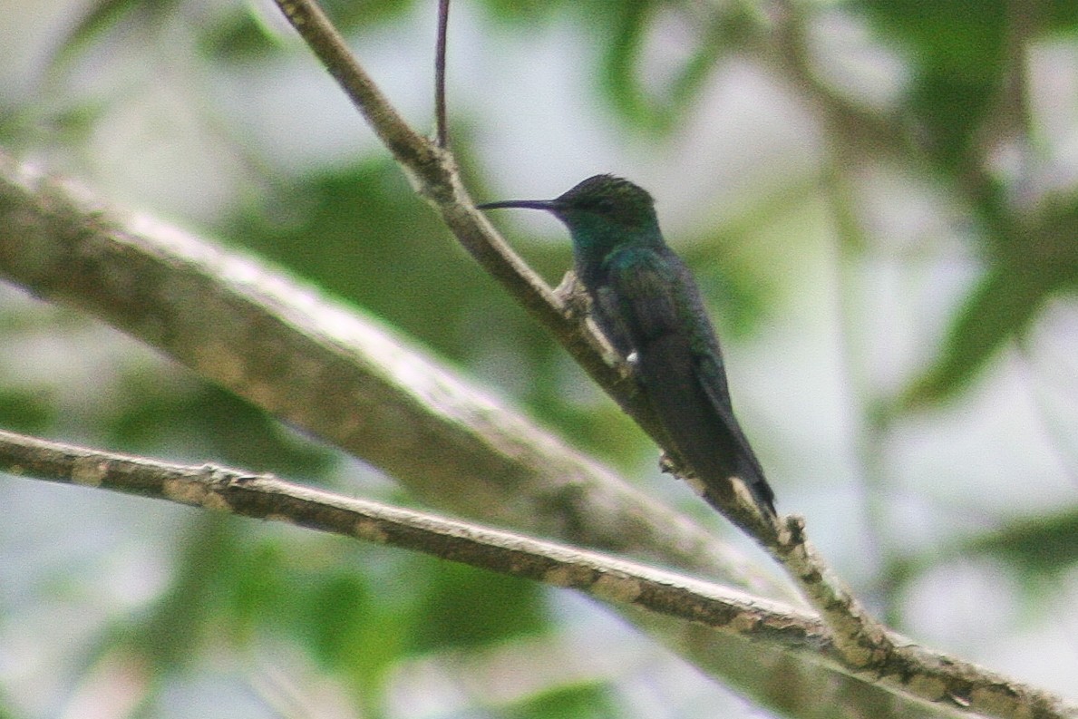 kolibřík nymfový - ML519990531