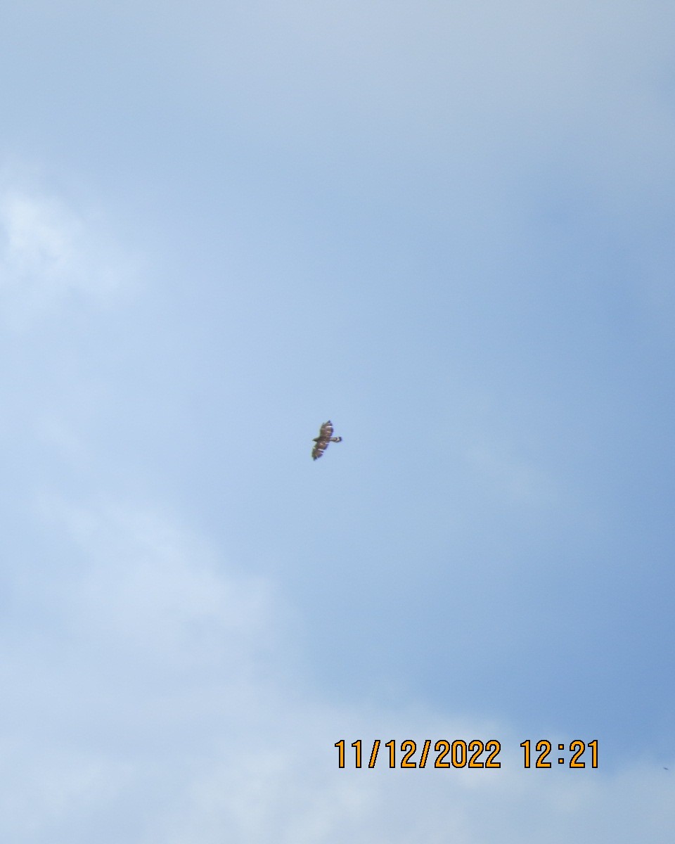 Broad-winged Hawk - ML519994971
