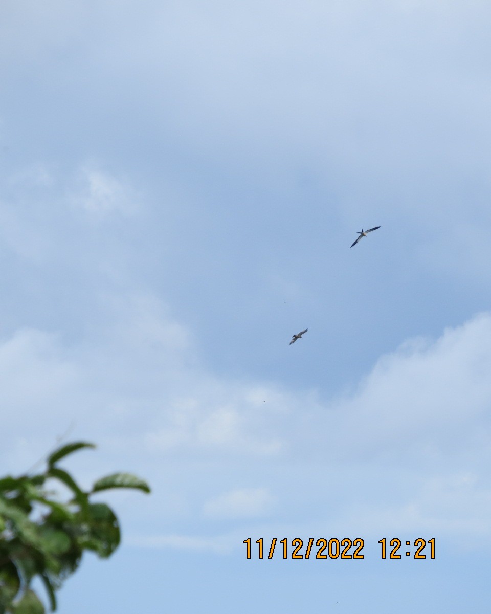 Swallow-tailed Kite - ML519995031