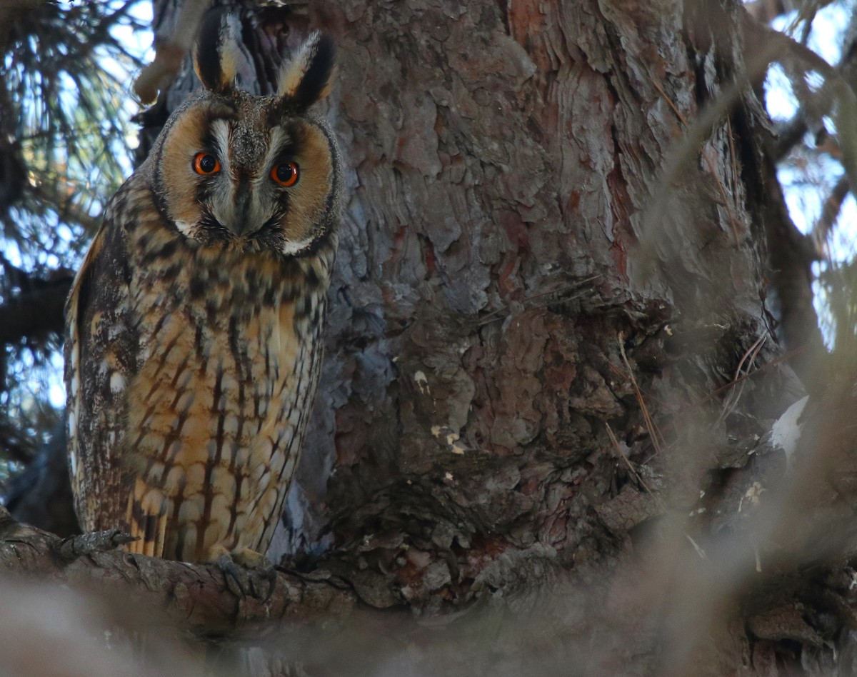 Long-eared Owl - ML519995551