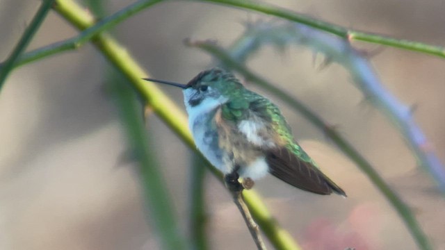 Broad-tailed Hummingbird - ML519998121