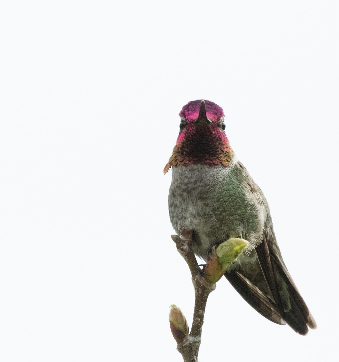 Anna's Hummingbird - ML51999861