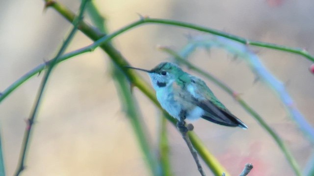 Broad-tailed Hummingbird - ML519998771