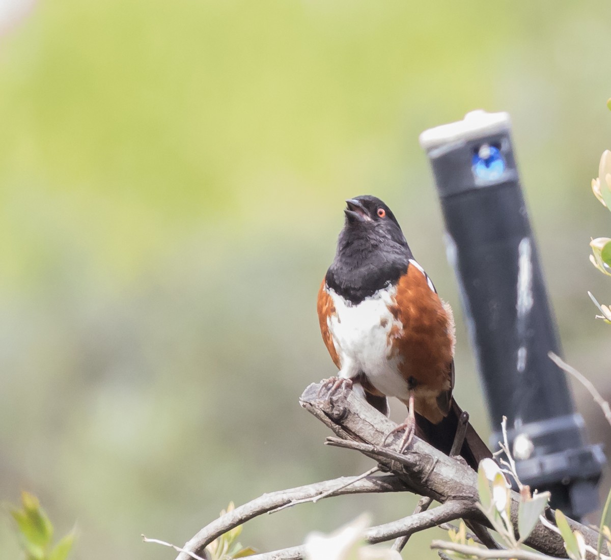 Spotted Towhee - ML52000241