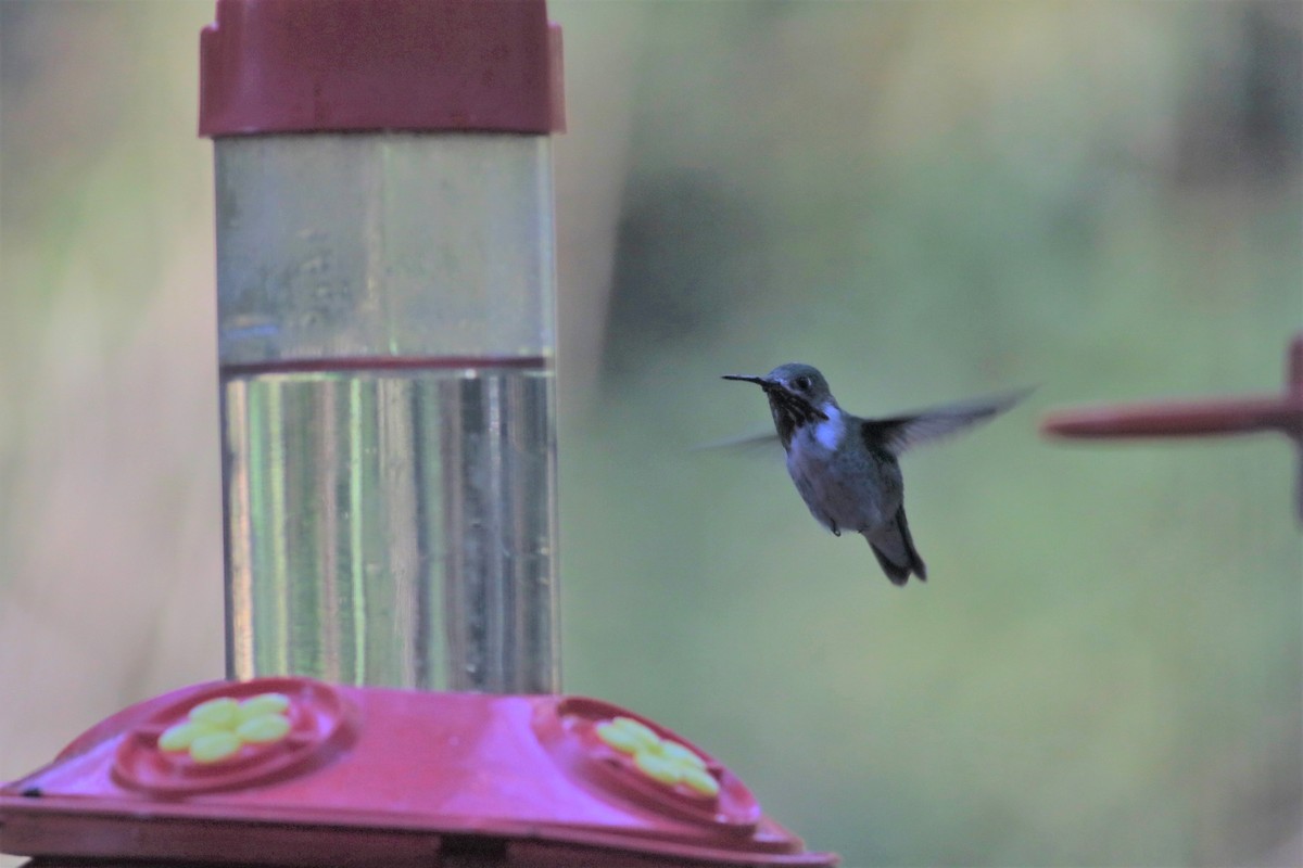 Calliope Hummingbird - ML520002961