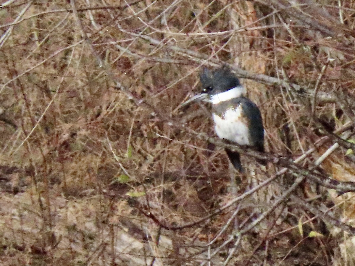 Belted Kingfisher - ML520004961