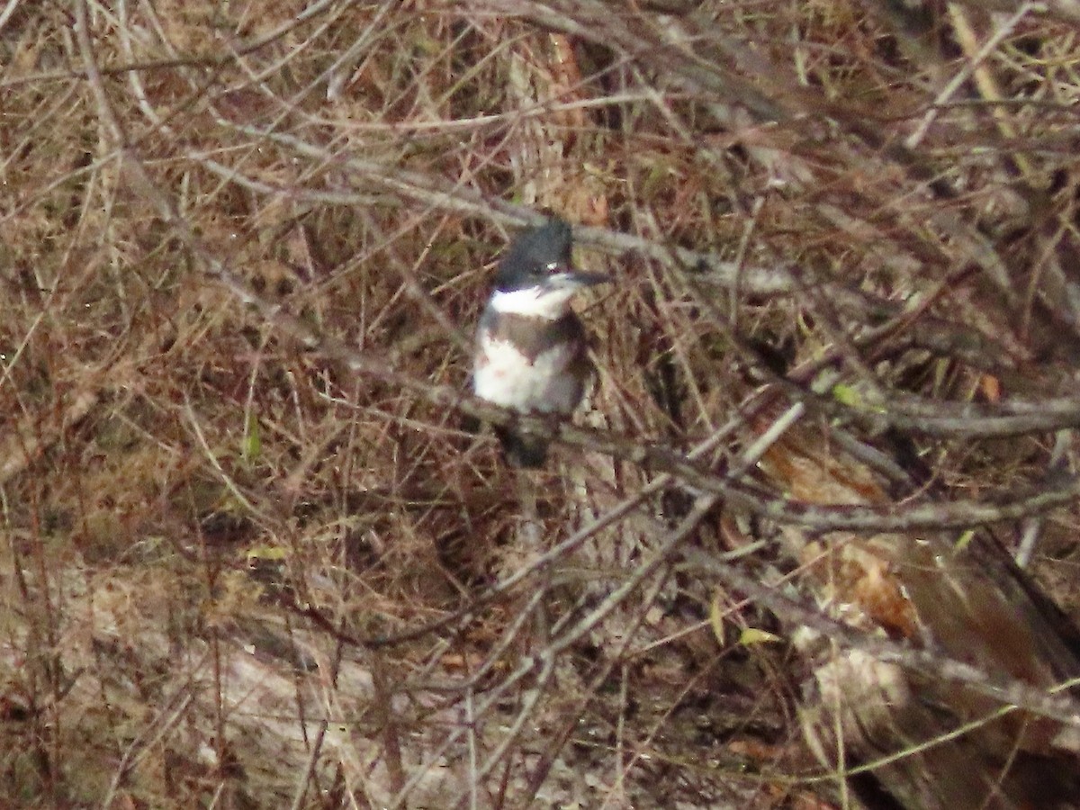 Belted Kingfisher - ML520004971