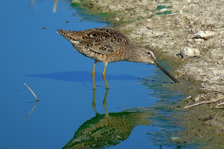 Long-billed Dowitcher - Larry Neily