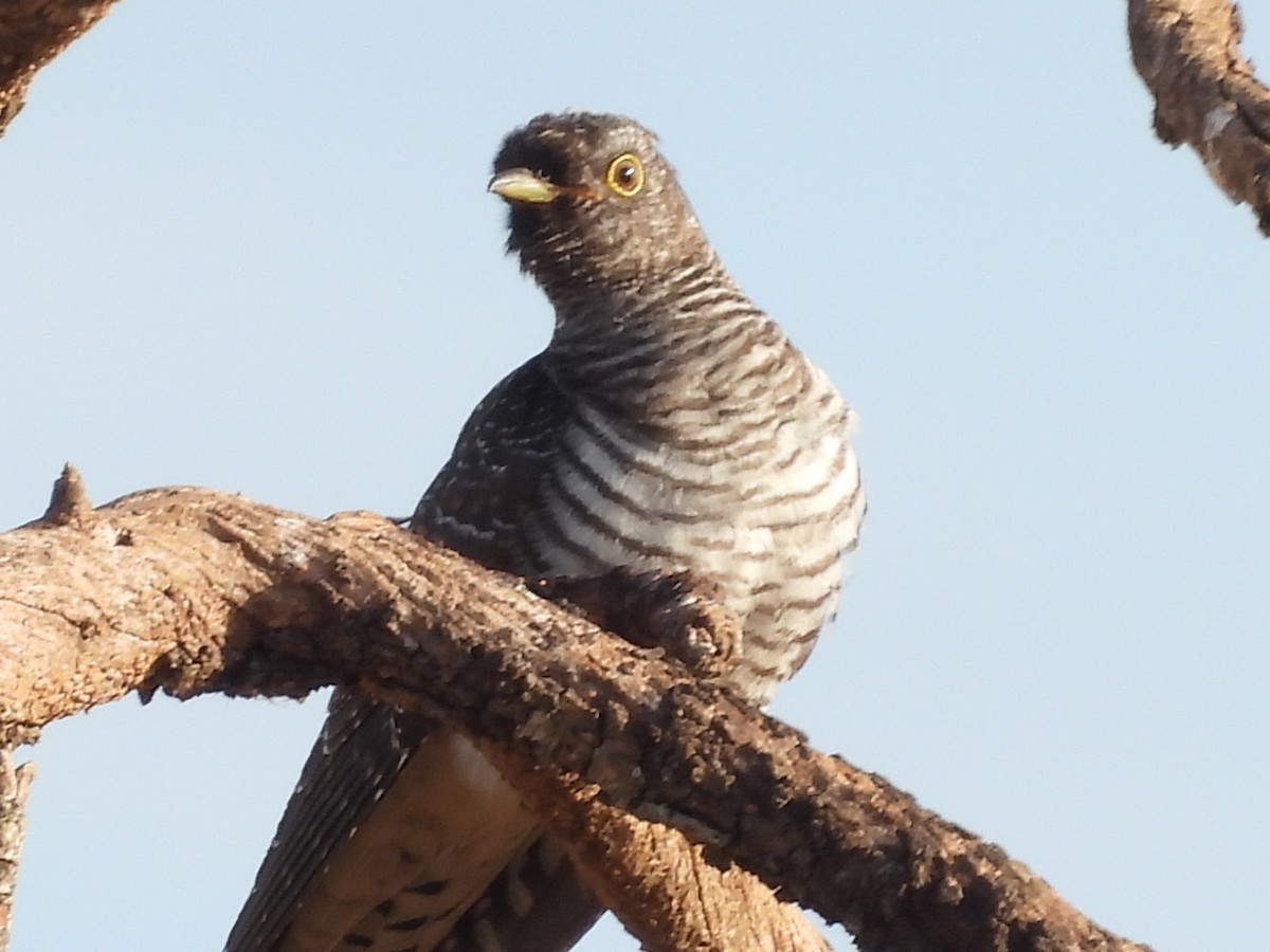 Common Cuckoo - ML520015731