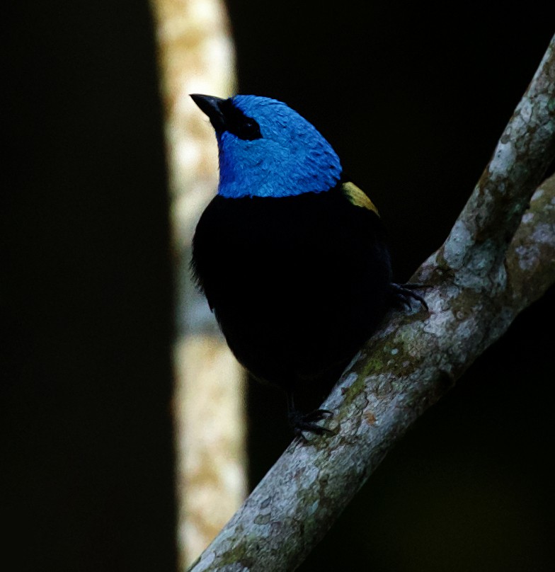 Blue-necked Tanager - ML520016271