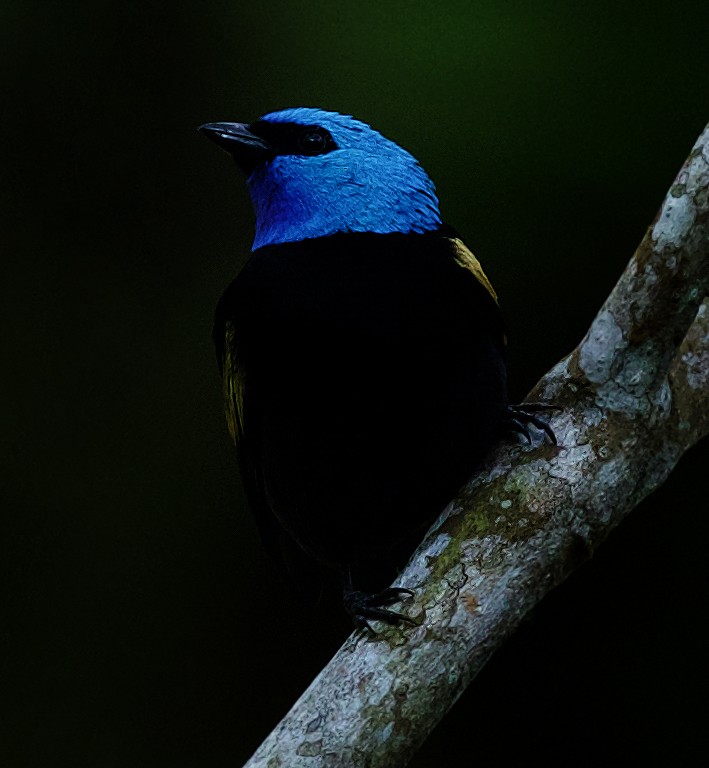 Blue-necked Tanager - ML520016281