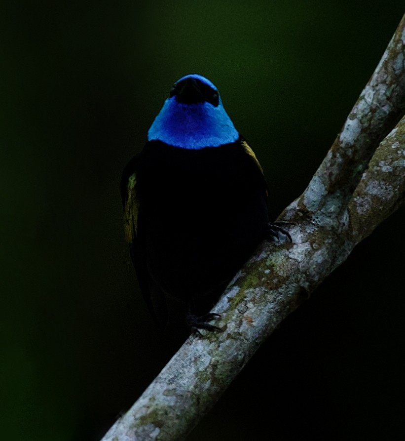 Blue-necked Tanager - ML520016291