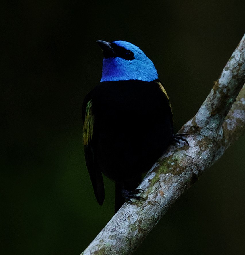 Blue-necked Tanager - ML520016301