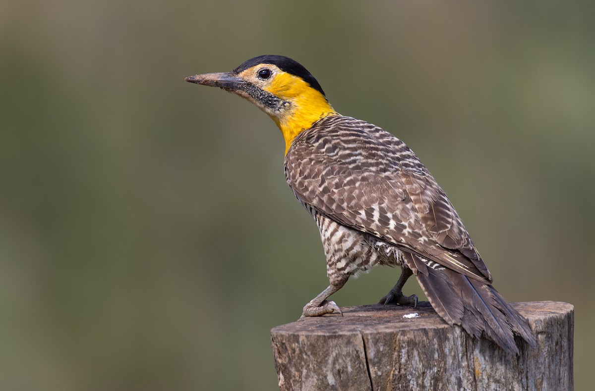 Campo Flicker - Lars Petersson | My World of Bird Photography