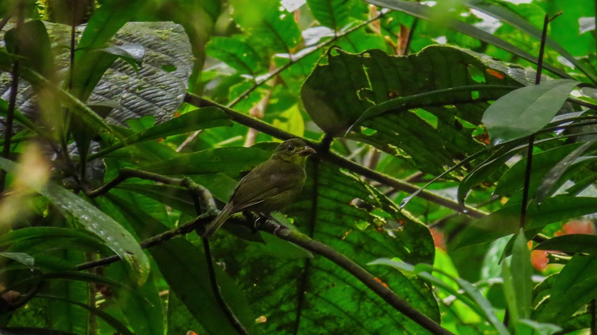 Yellow-lored Tanager - ML52002541