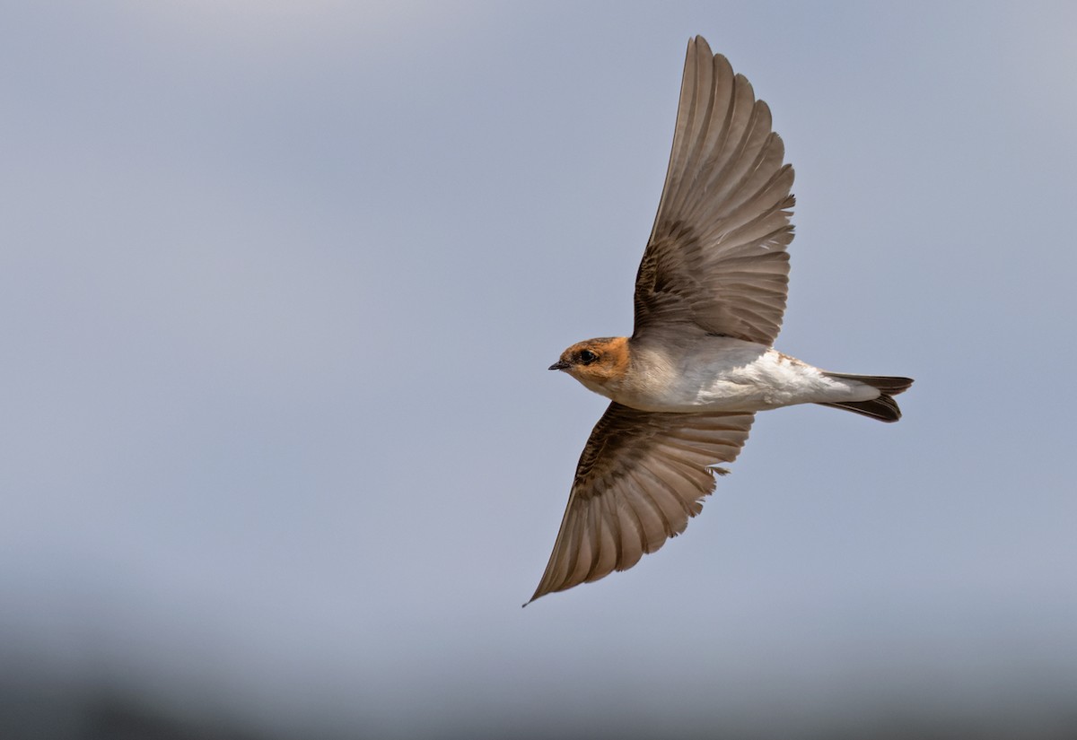 Tawny-headed Swallow - Lars Petersson | My World of Bird Photography