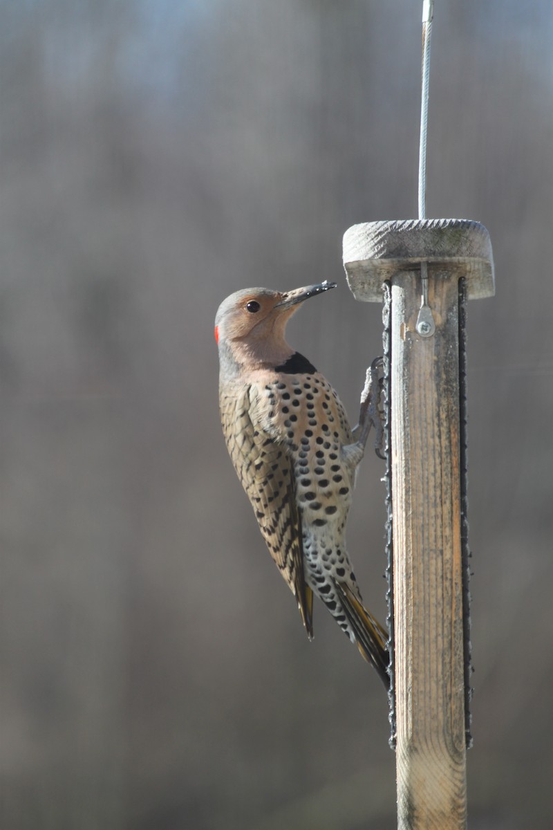 Northern Flicker (Yellow-shafted) - Cherith Janes