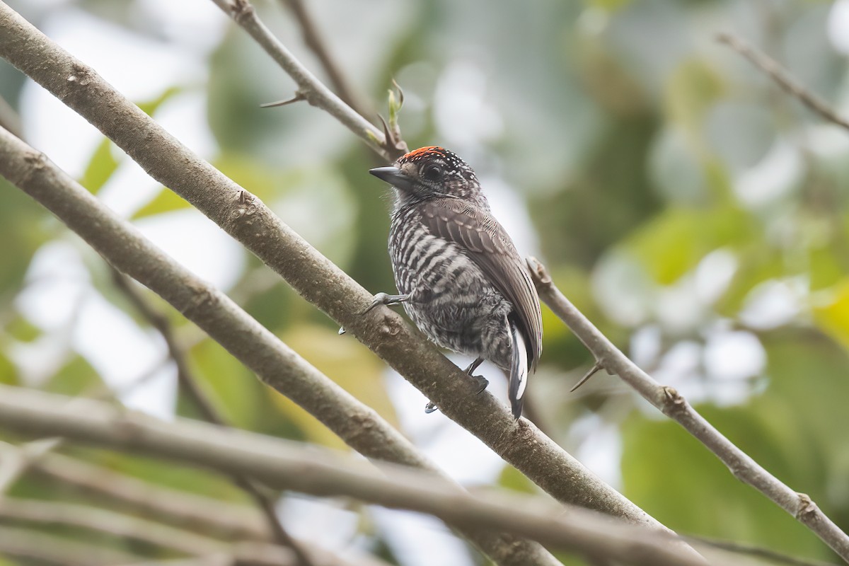 Speckle-chested Piculet - ML520031891