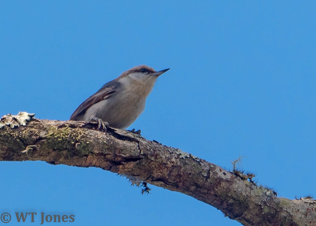 Brown-headed Nuthatch - ML520033011