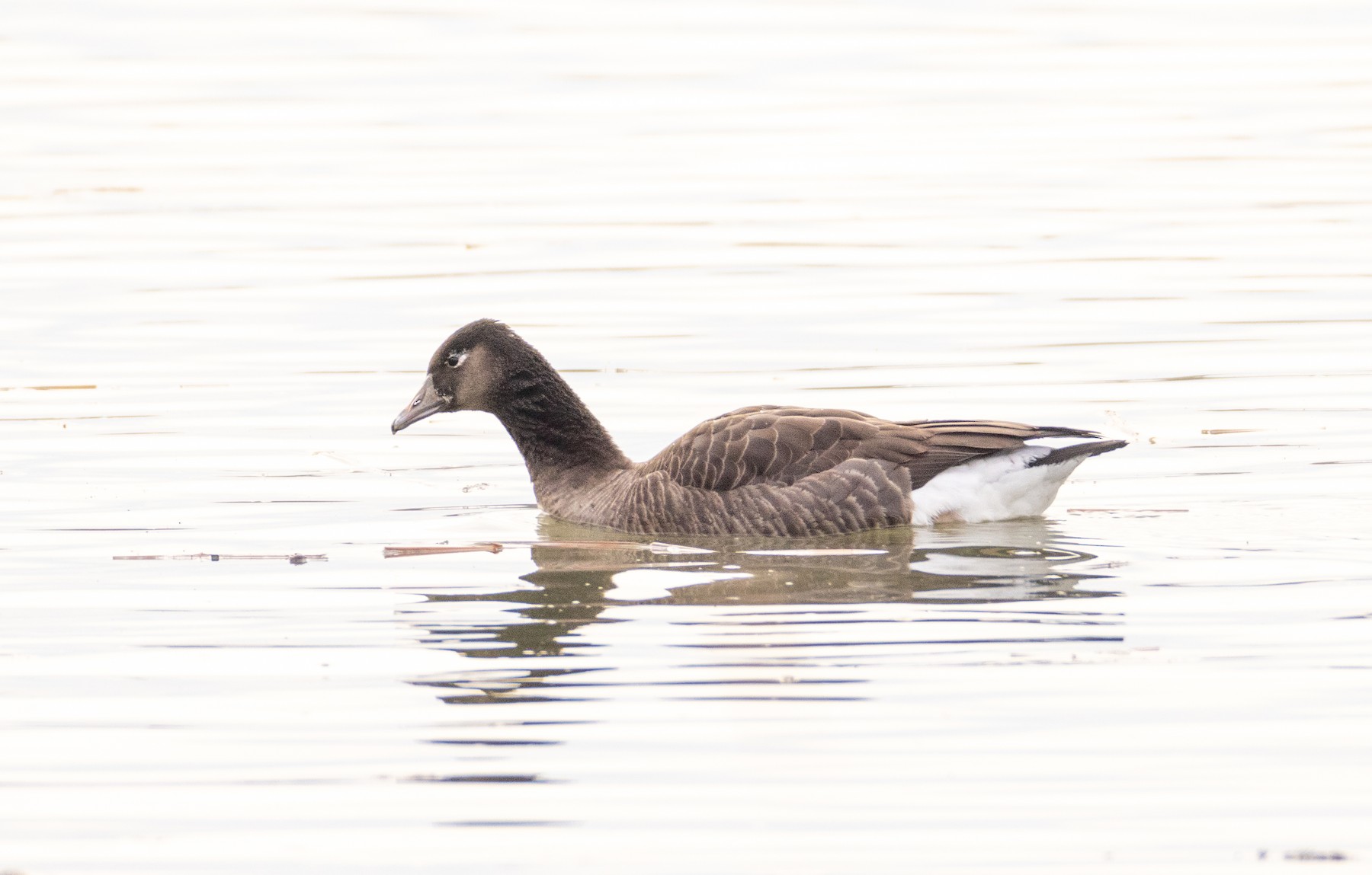 Greater White fronted x Canada Goose hybrid eBird