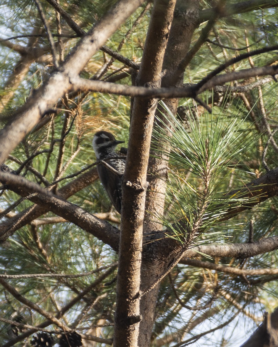 Arizona Woodpecker - ML520040761