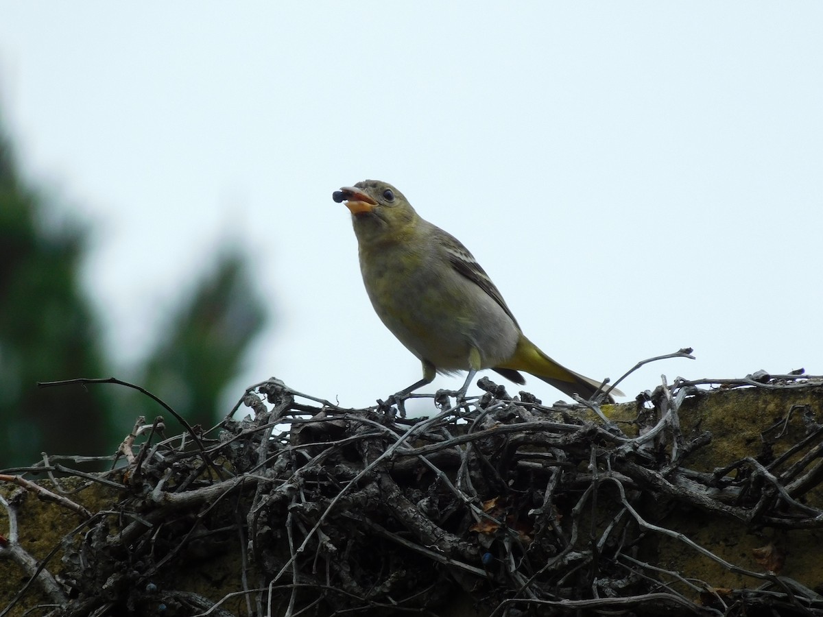 Western Tanager - ML520041661