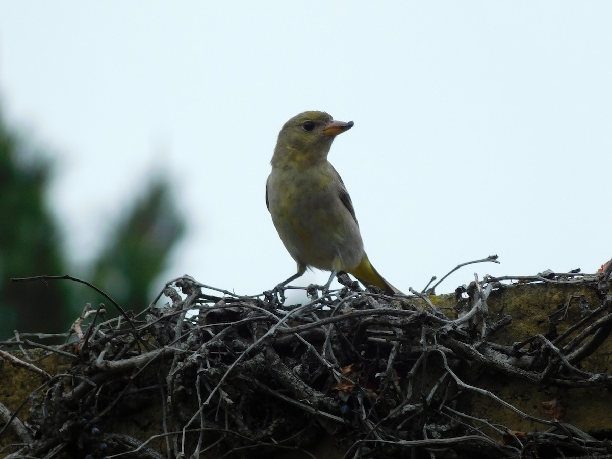Western Tanager - ML520041671