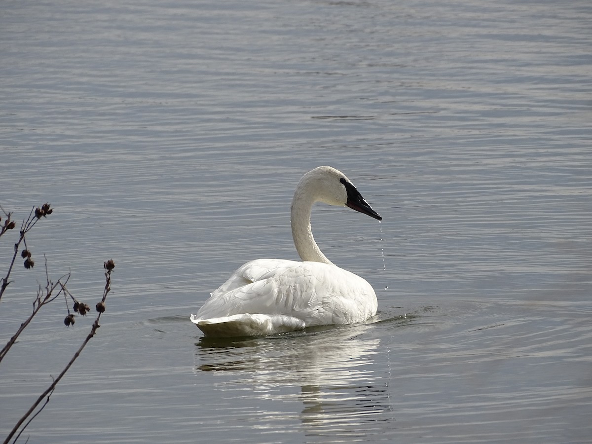 Trumpeter Swan - Amy Simmons