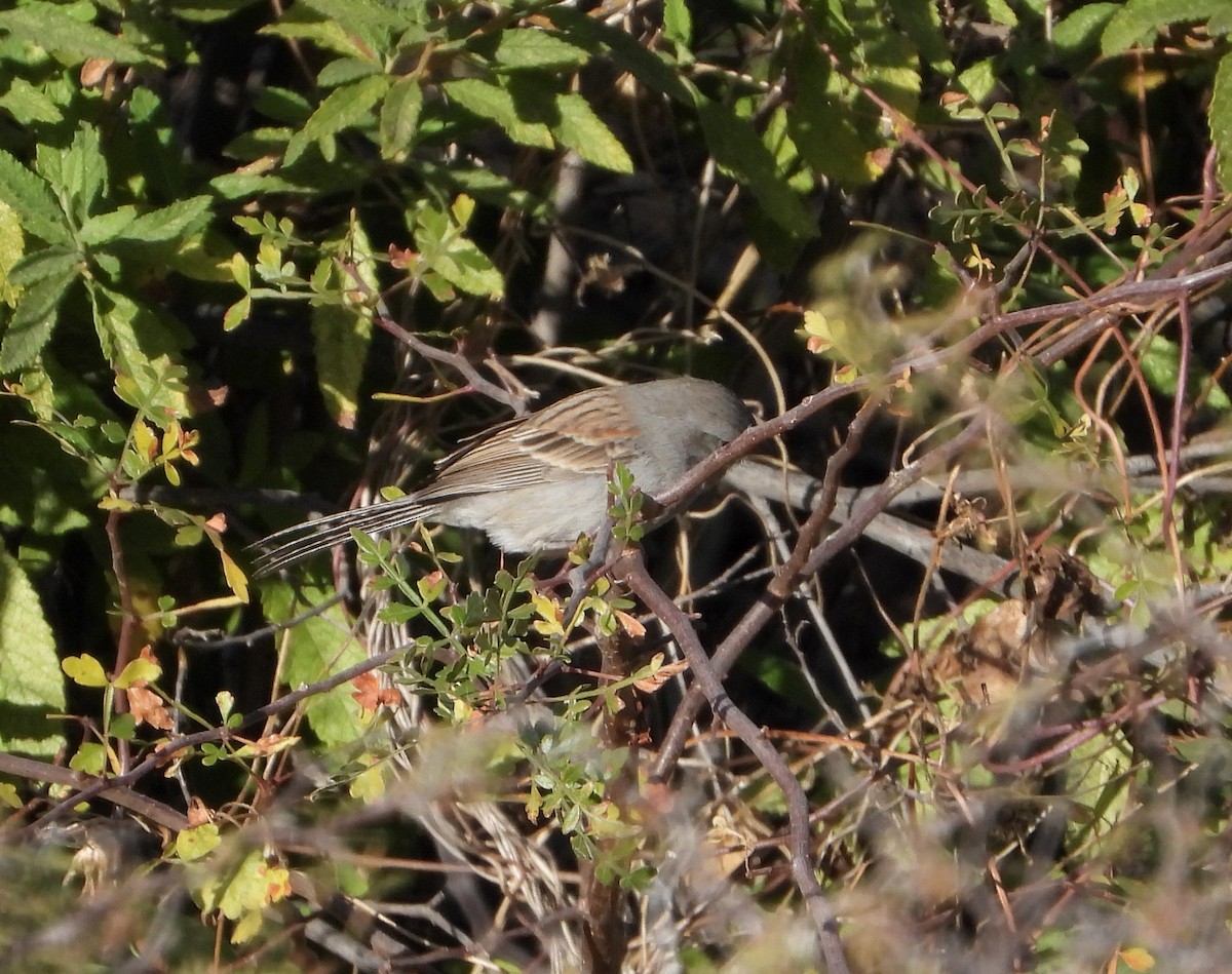 Black-chinned Sparrow - ML520045421