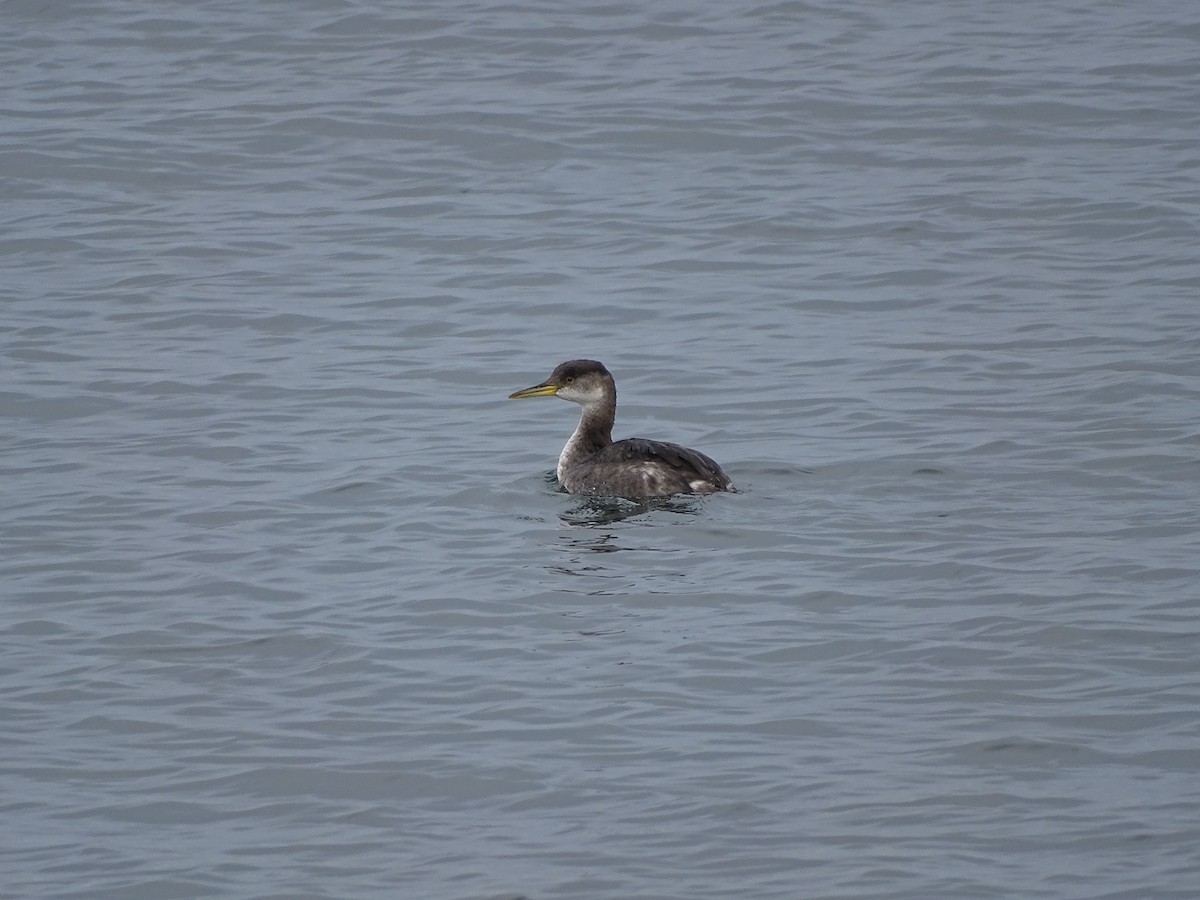 Red-necked Grebe - ML520047211
