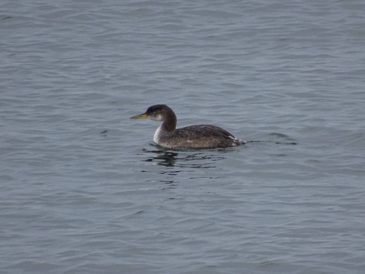 Red-necked Grebe - ML520047231