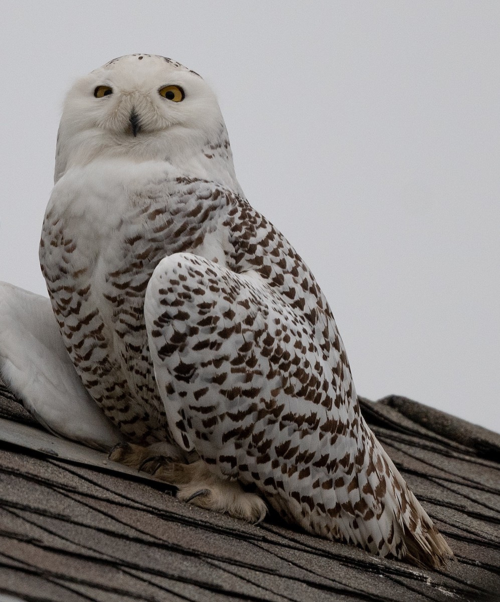 Snowy Owl - ML520050151