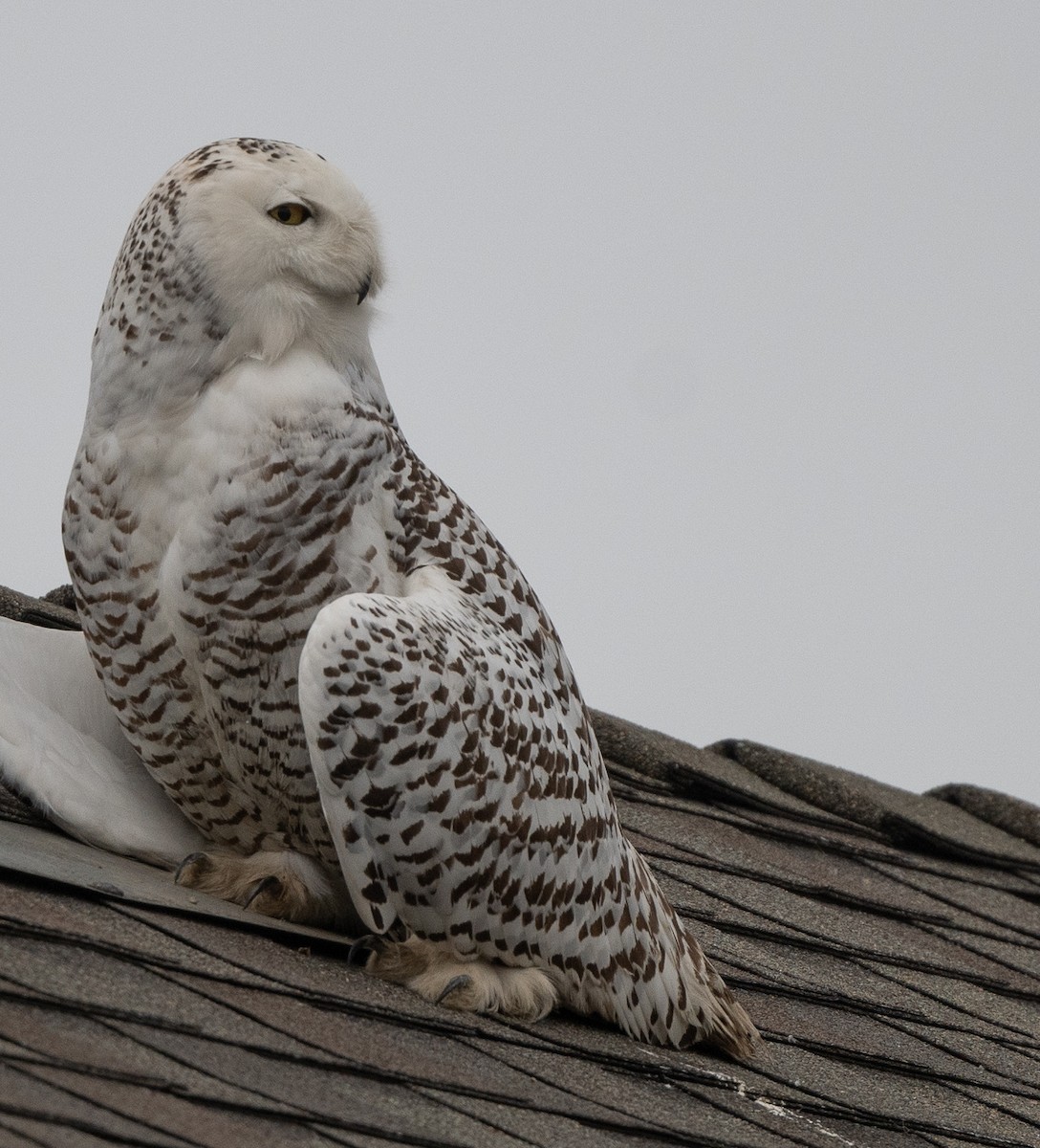 Snowy Owl - ML520050161