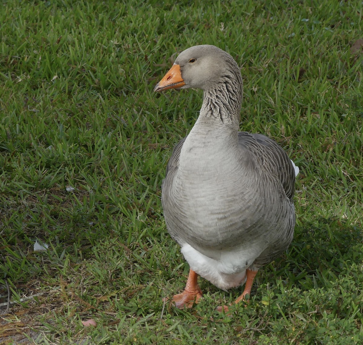 eBird Checklist 3 Jan 2023 Lake Morton 45 species (+1 other taxa)