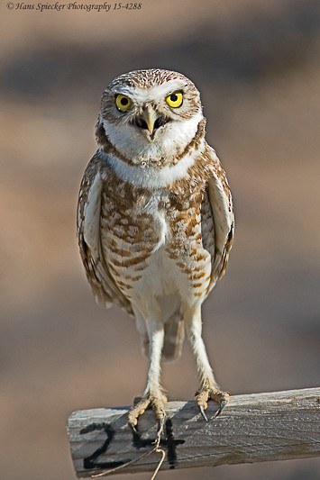 Burrowing Owl - Hans Spiecker