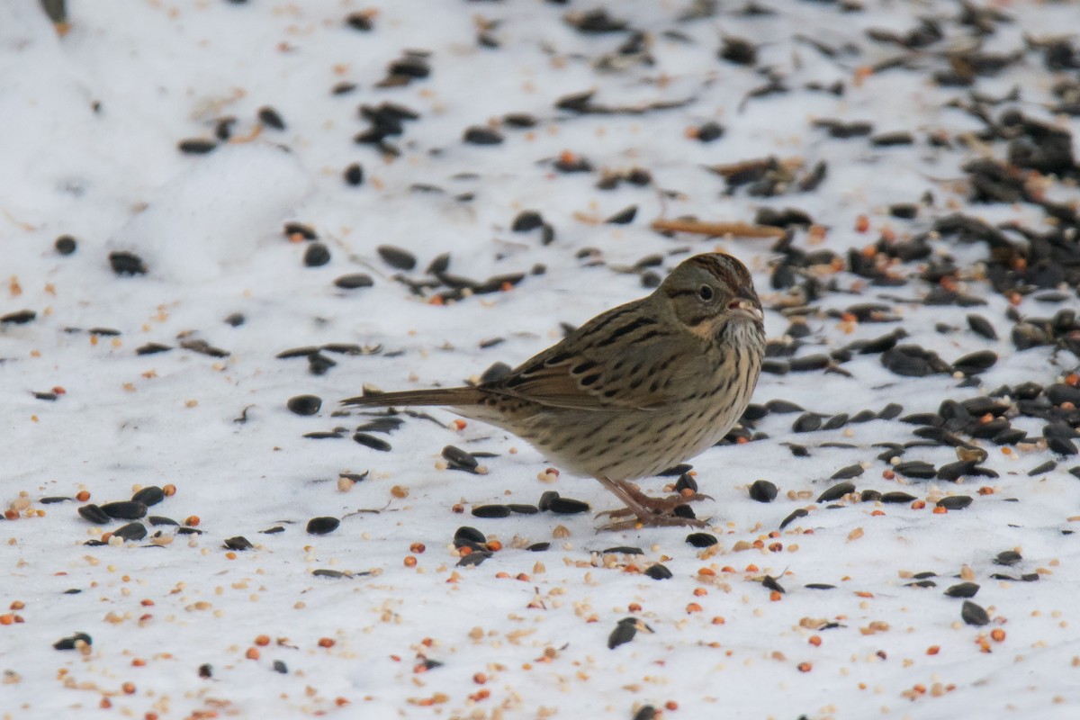 Lincoln's Sparrow - Keith Williams